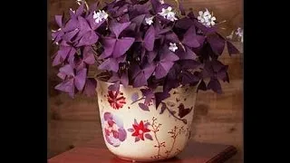 Кислиця (оксаліс) догляд в домашніх умовах, фото, види (фото) Кислиця (оксаліс) догляд в домашніх умовах, фото, види