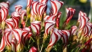 Кислиця (оксаліс) догляд в домашніх умовах, фото, види (умовах) Кислиця (оксаліс) догляд в домашніх умовах, фото, види