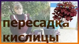 Кислиця (оксаліс) догляд в домашніх умовах, фото, види (догляд) Кислиця (оксаліс) догляд в домашніх умовах, фото, види