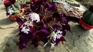 Кислиця (оксаліс) догляд в домашніх умовах, фото, види (фото) Кислиця (оксаліс) догляд в домашніх умовах, фото, види