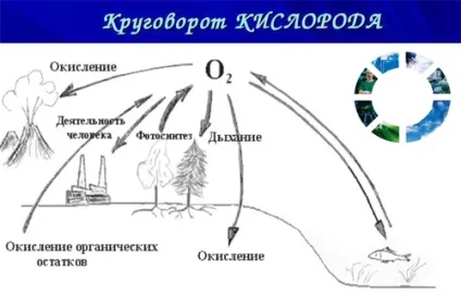Кисень (o, oxygenium) - вплив на організм, користь і шкода, опис (кисень) Кисень (o, oxygenium) - вплив на організм, користь і шкода, опис