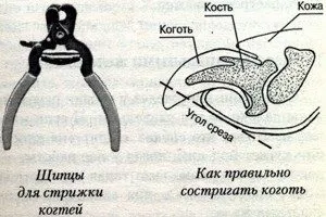 Догляд за чихуахуа в домашніх умовах - виховання, годування, щеплення (догляд за чихуахуа в домашніх умовах) Догляд за чихуахуа в домашніх умовах - виховання, годування, щеплення