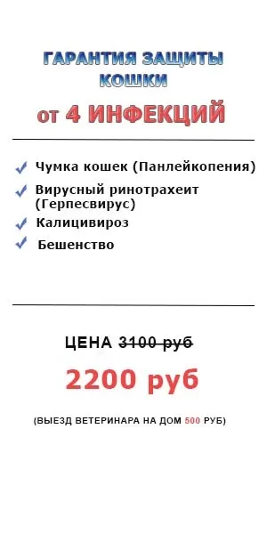 Вакцинація кішок в москві - доступні ціни, щеплення кішкам на дому