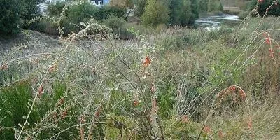 Догляд за деревами