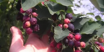 Догляд за деревами