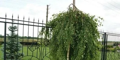Догляд за деревами