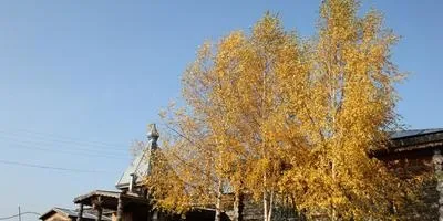 Догляд за деревами