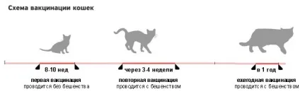 Вакцинація кішок в москві - доступні ціни, щеплення кішкам на дому