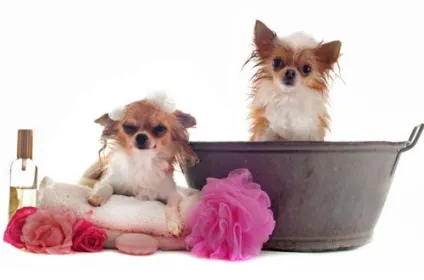 Догляд за чихуахуа в домашніх умовах - виховання, годування, щеплення (щенки) Догляд за чихуахуа в домашніх умовах - виховання, годування, щеплення