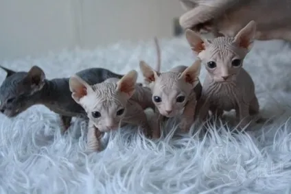 Догляд за кошеням породи донський сфінкс (сфінкс) Догляд за кошеням породи донський сфінкс