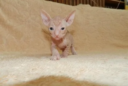 Догляд за кошеням породи донський сфінкс (кошеня) Догляд за кошеням породи донський сфінкс