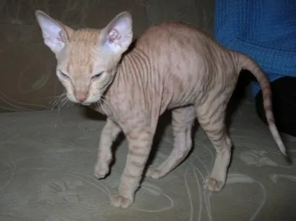Догляд за кошеням породи донський сфінкс (догляд) Догляд за кошеням породи донський сфінкс