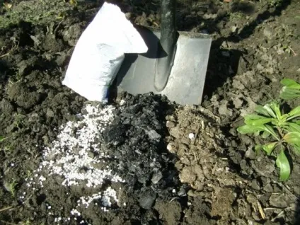Догляд за грушею восени підготовка до зими, посадка в відкритому грунті, добрива (відкритий) Догляд за грушею восени підготовка до зими, посадка в відкритому грунті, добрива