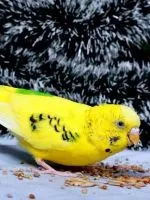 Клітка для попугая своїми руками