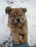 Кличка собаки і її характер