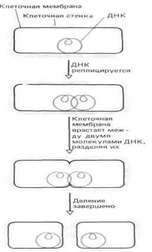 Клітинний розподіл - студопедія