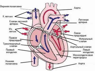 Клапанний апарат серця