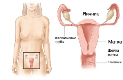 Клімакс після видалення матки і яєчників симптоми (клімакс) Клімакс після видалення матки і яєчників симптоми