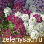 Дзвіночок багаторічний в вашому саду (групи одних тільки) Дзвіночок багаторічний в вашому саду