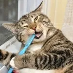 Коли каструвати кота