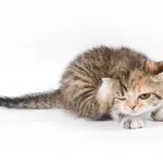 Коли каструвати кота