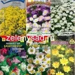 Дзвіночок багаторічний в вашому саду (групи одних тільки) Дзвіночок багаторічний в вашому саду