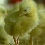 Кокцидіоз у курей, курчат, гусенят, і інших птахів ознаки, діагноз, лікування, профілактика, (курчат) Кокцидіоз у курей, курчат, гусенят, і інших птахів ознаки, діагноз, лікування, профілактика,