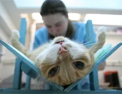 Коли каструвати кота