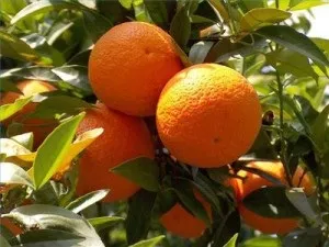 Коли плодоносять апельсинові дерева - вирощування цитрусів