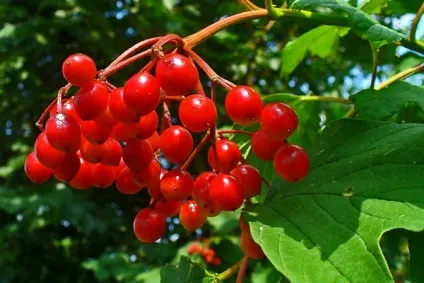 Коли збирати калину для заготовок на зиму поради фахівців