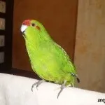 коріння рослин