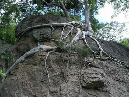 корінь рослин