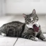Кот (стругацкие, понеділок розпочинається в суботу -) - кототека - найцікавіше про світ кішок (літературні) Кот (стругацкие, понеділок розпочинається в суботу -) - кототека - найцікавіше про світ кішок
