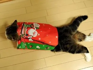 Кот мару
