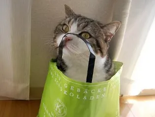 Кот мару