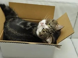 Кот мару