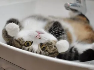 Кот мару