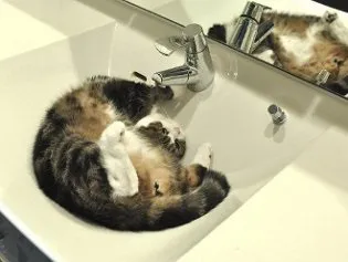 Кот мару