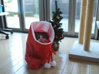 Кот мару