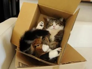 Кот мару