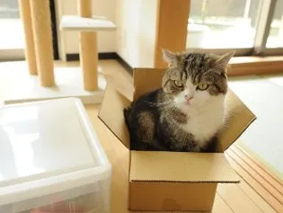Кот мару