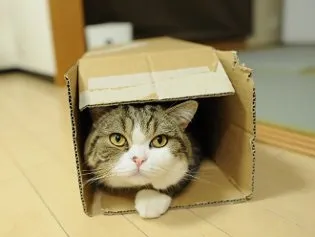 Кот мару