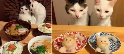 Коти стежать за тобою (фото) () Коти стежать за тобою (фото)