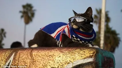 Кот бублик