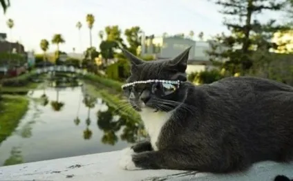 Кот бублик