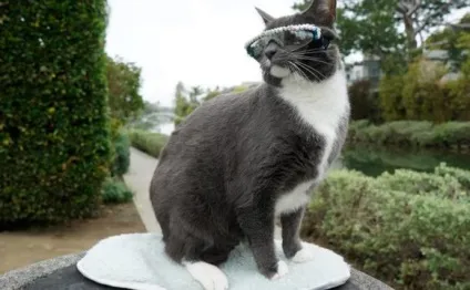 Кот бублик