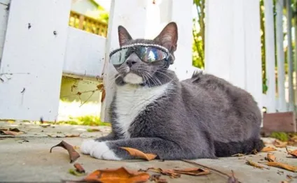 Кот бублик
