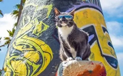 Кот бублик