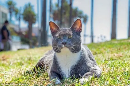 Кот бублик