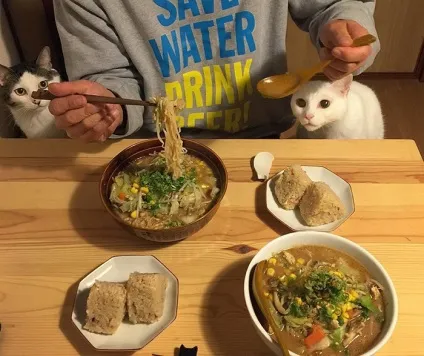 Коти стежать за тобою (фото) () Коти стежать за тобою (фото)